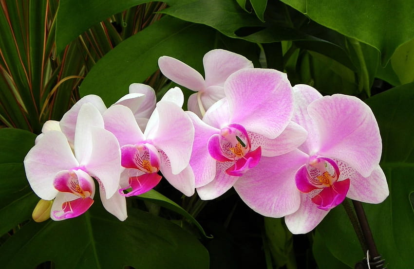 Flowers, Close-Up, Branch, Greens, Orchid HD wallpaper