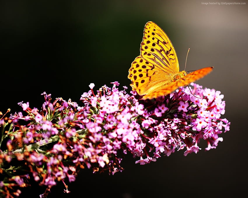 Żółty motyl, zwierzę, skrzydła, motyl, owady, kwiaty Tapeta HD