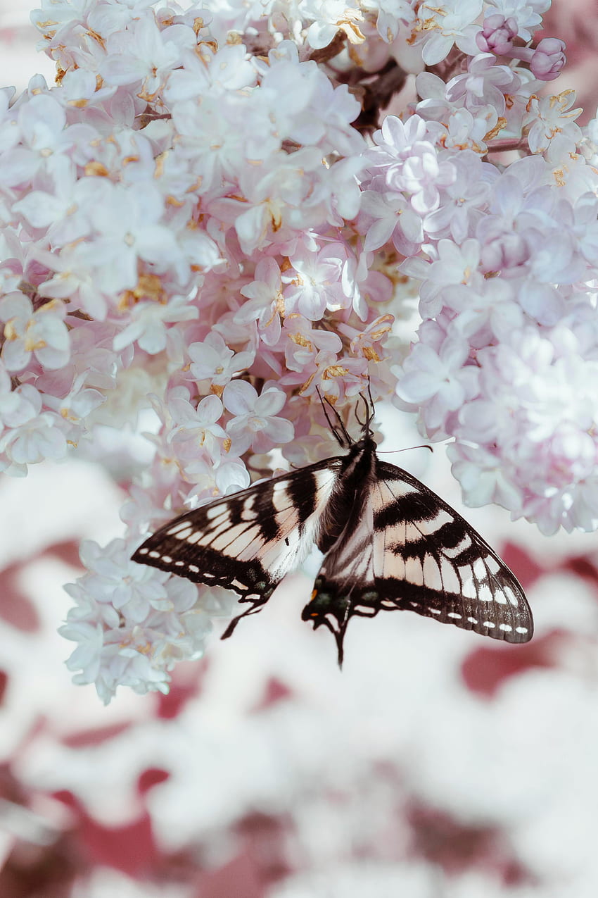 Animals, Flowers, Lilac, Pattern, Butterfly, Wings HD phone wallpaper