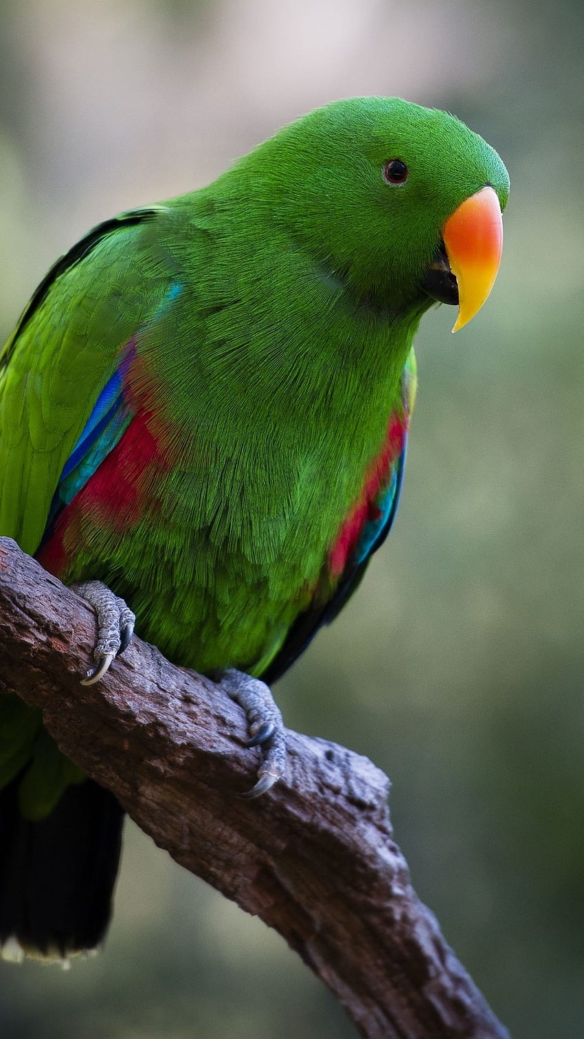 Parrot, Green Parrot HD phone wallpaper | Pxfuel