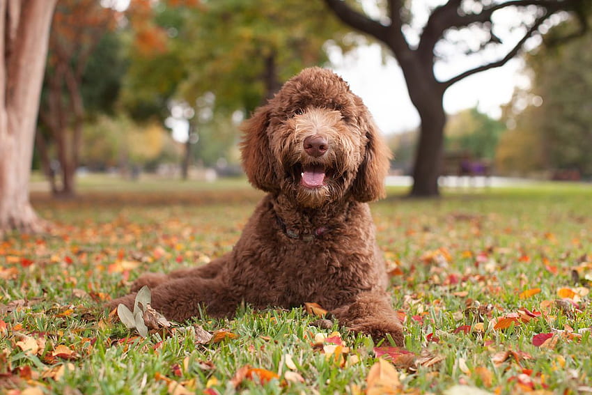 Labradoodle owners respond: The dogs are not 'Frankenstein, Australian Labradoodle HD wallpaper