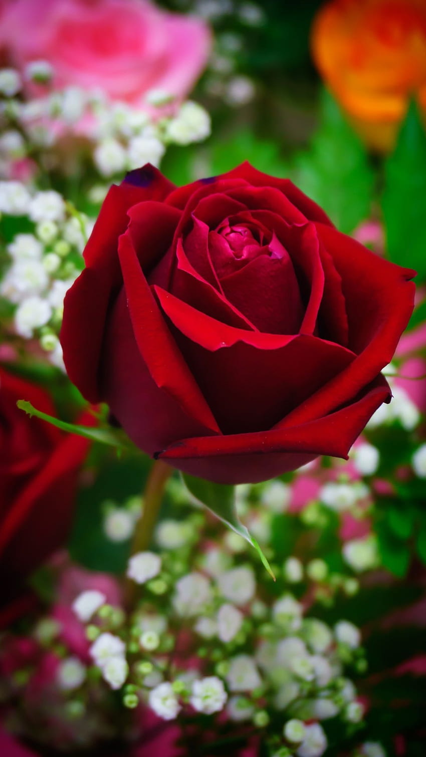 아름 다운 빨간 장미 꽃, 아름 다운, 레드, 꽃 HD 전화 배경 화면