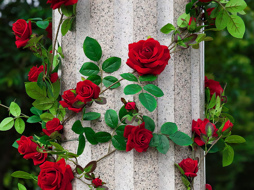 Zarte rote Rosen, Rosen, weich, Garten, schön, Busch, Duft, Blätter, zart, rot, Blütenblätter, Duft HD-Hintergrundbild