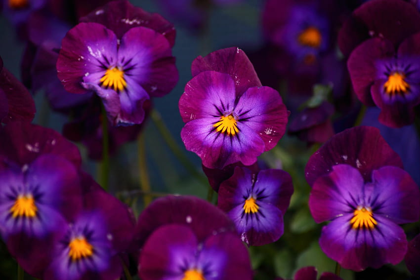 Kwiaty, fiolet, natura, płatki Tapeta HD