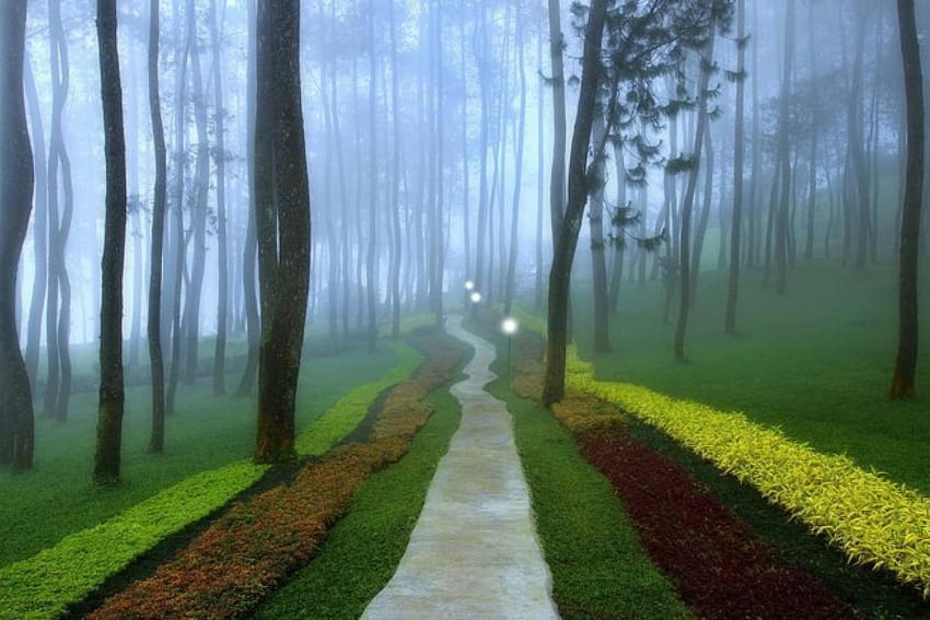 manhã de nevoeiro, manhã, nebuloso, estrada, natureza, floresta, beleza, árvore papel de parede HD