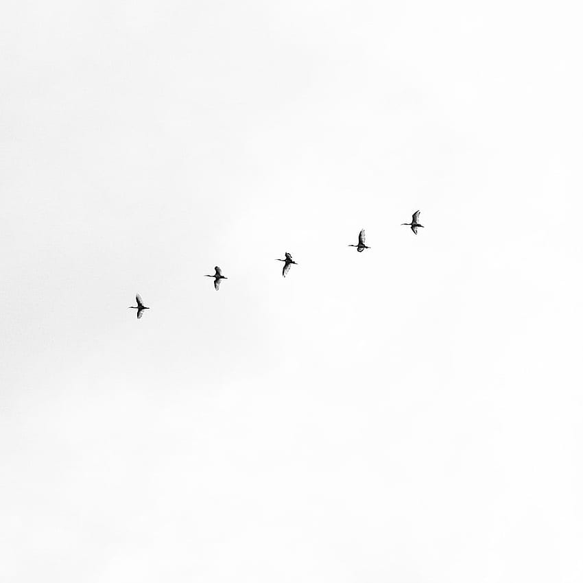 Fünf schwarze Vögel fliegen am Himmel – Schwarz und Weiß, Vogelästhetik HD-Handy-Hintergrundbild