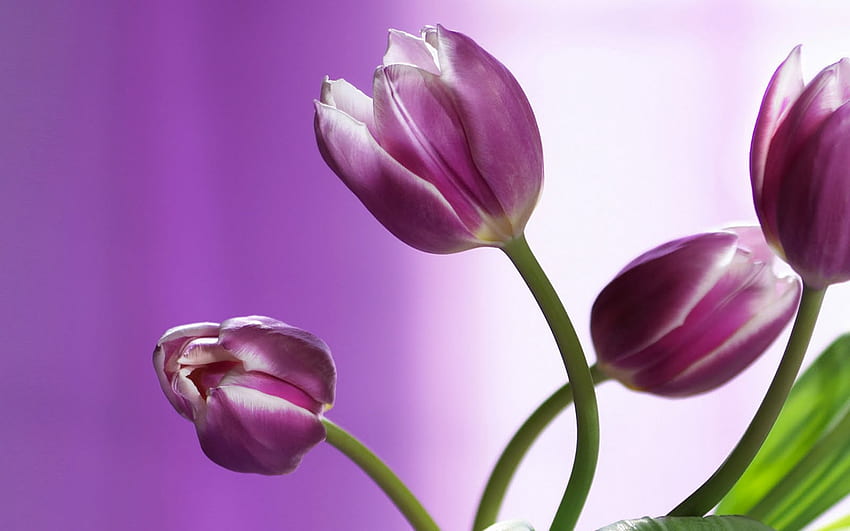 tulipanes, púrpura, flor, naturaleza, flores fondo de pantalla
