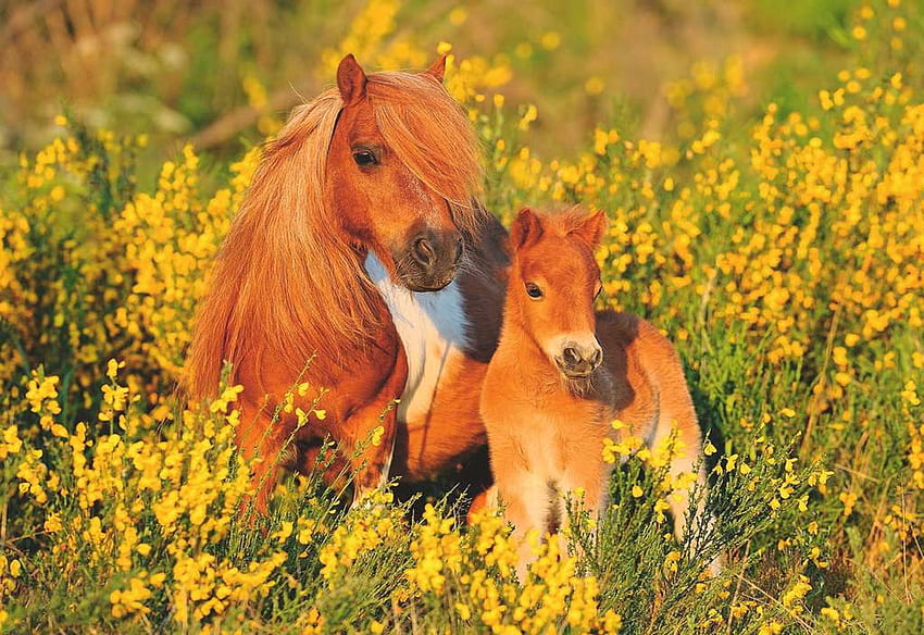 Shetlands, flowers, foal, horses, ponies, meadow HD wallpaper