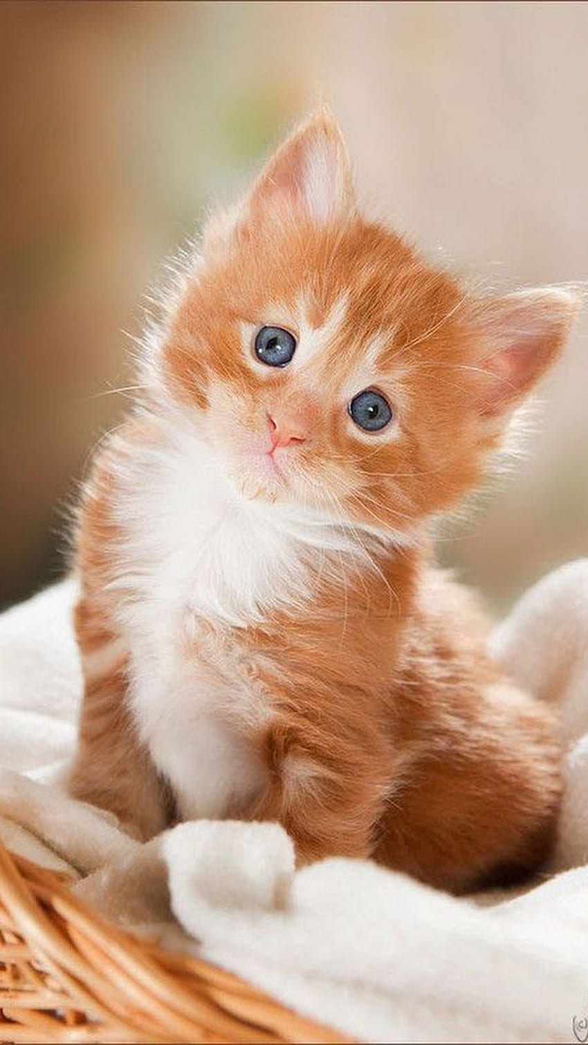 Сладко бебе котка, оранжев цвят бебе котка, бебе котка HD тапет за телефон