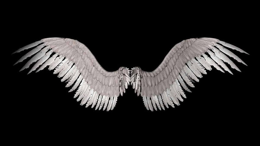 За > Ангелски крила . Крила, рисунка на крила, ангелски крила png, птичи крила HD тапет