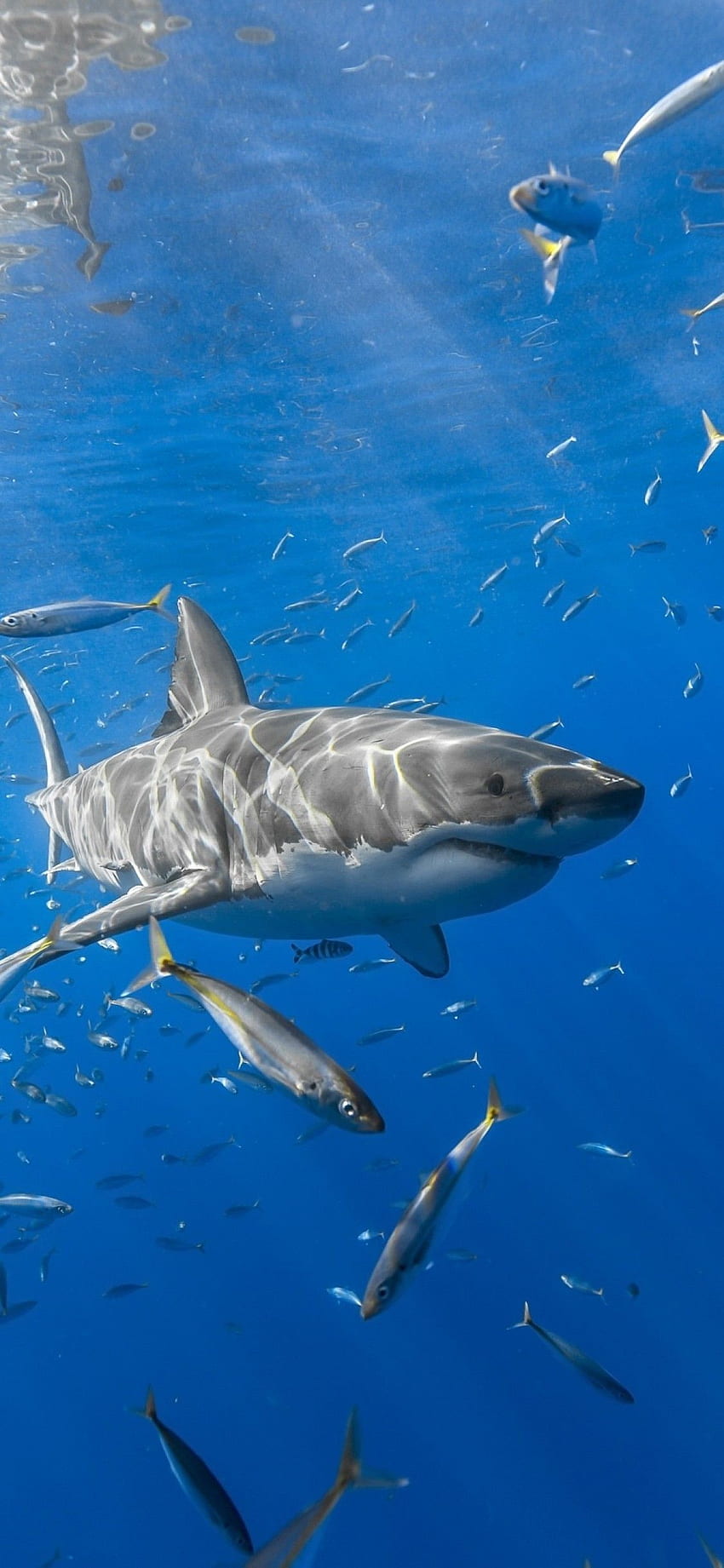 Shark, Underwater, Fishes HD phone wallpaper