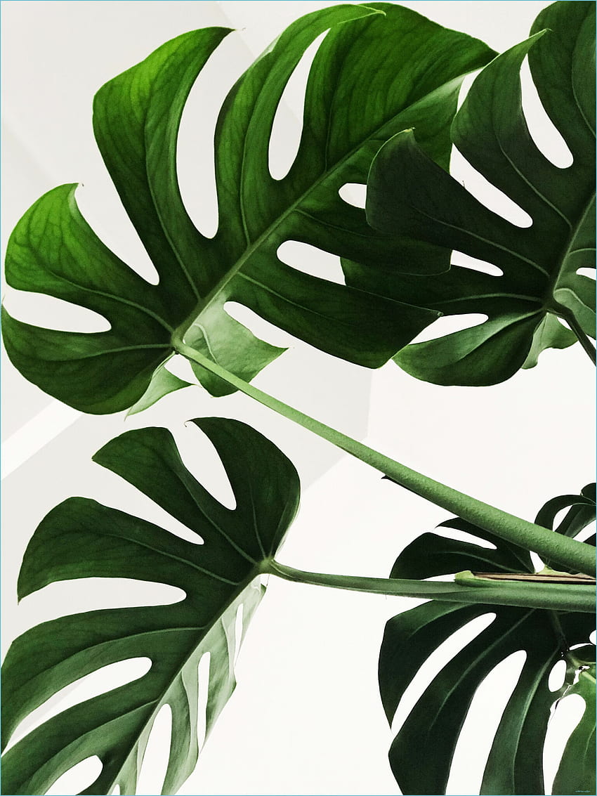 잎 배경 : Unsplash에 배경 - 미적 잎, 귀여운 미적 잎 HD 전화 배경 화면