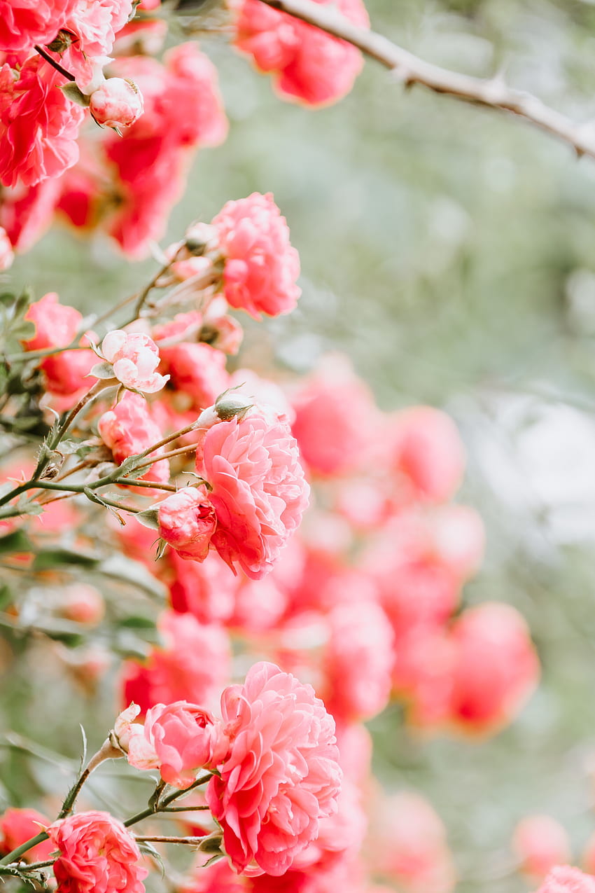 Bunga, Mawar, Merah Muda, Semak, Buram, Halus, Kuncup wallpaper ponsel HD