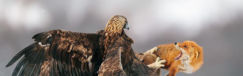 1k Eagle Hunting Fox - Vogelhintergrund. HD-Hintergrundbild