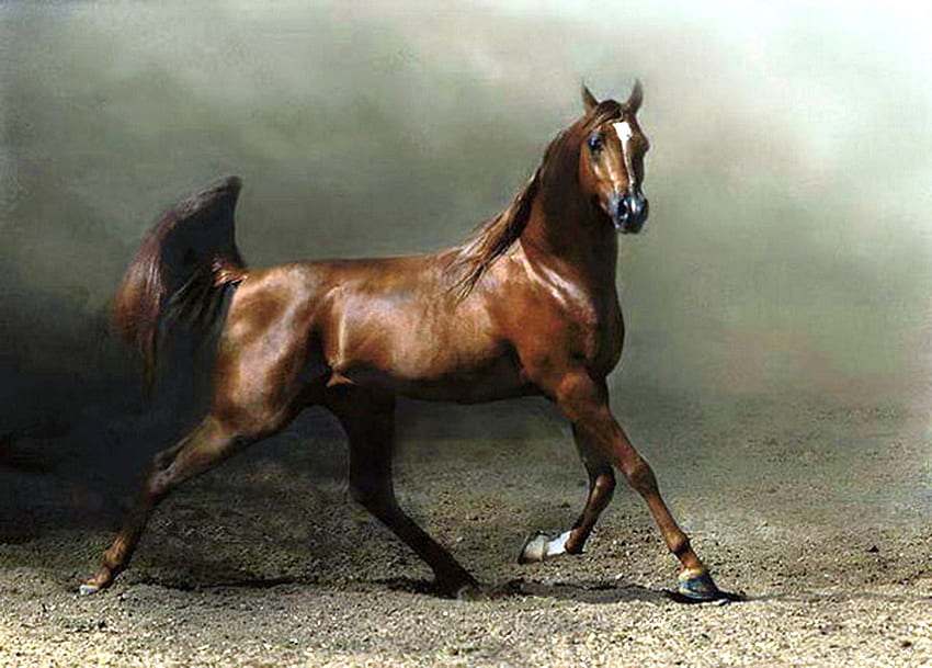 Um menino para Betty, galope, cavalo, preto, marrom, garanhão, árabe papel de parede HD