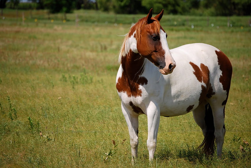 American Paint Horse Info, Origin, History, . Horse Breeds, Turkish Horse HD wallpaper