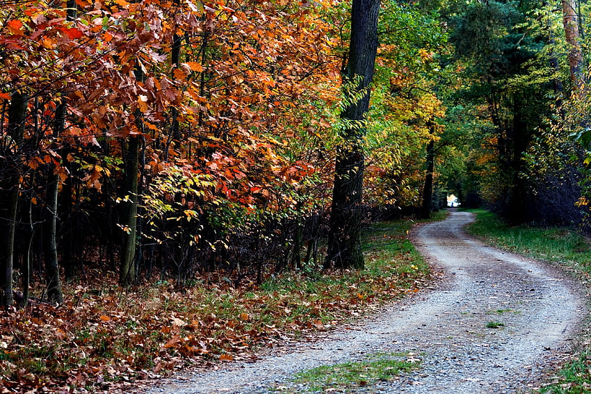 Природа, дървета, есен, пътека, листа HD тапет