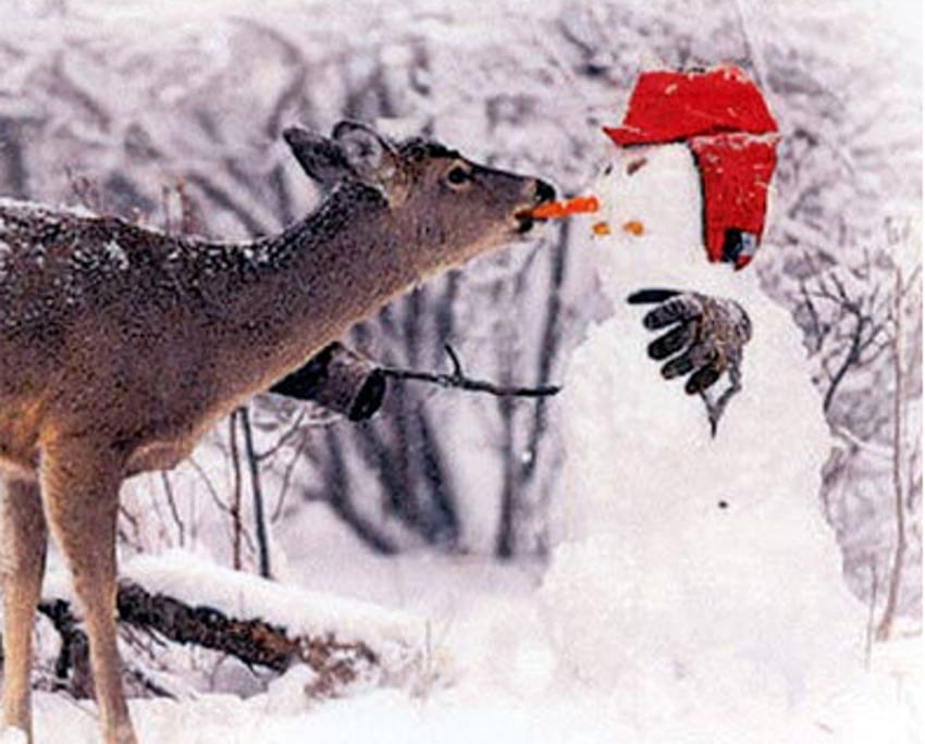 Don't eat my nose, winter, snowman, deer, red HD wallpaper