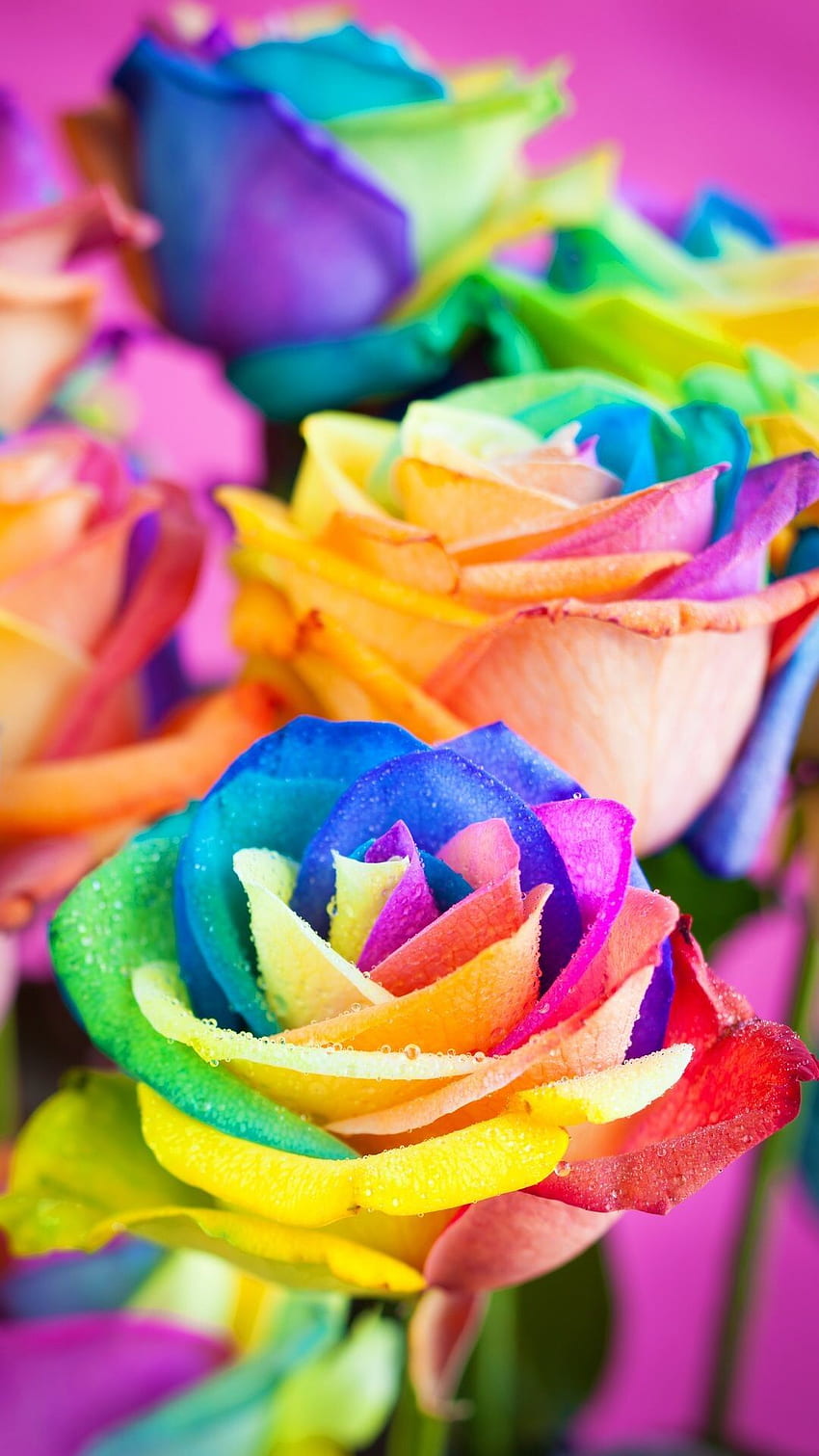 Checkout This For Your iPhone - Colorful Flowers For iPhone HD phone wallpaper
