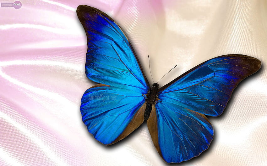 Butterfly , Dark Blue Butterfly HD wallpaper