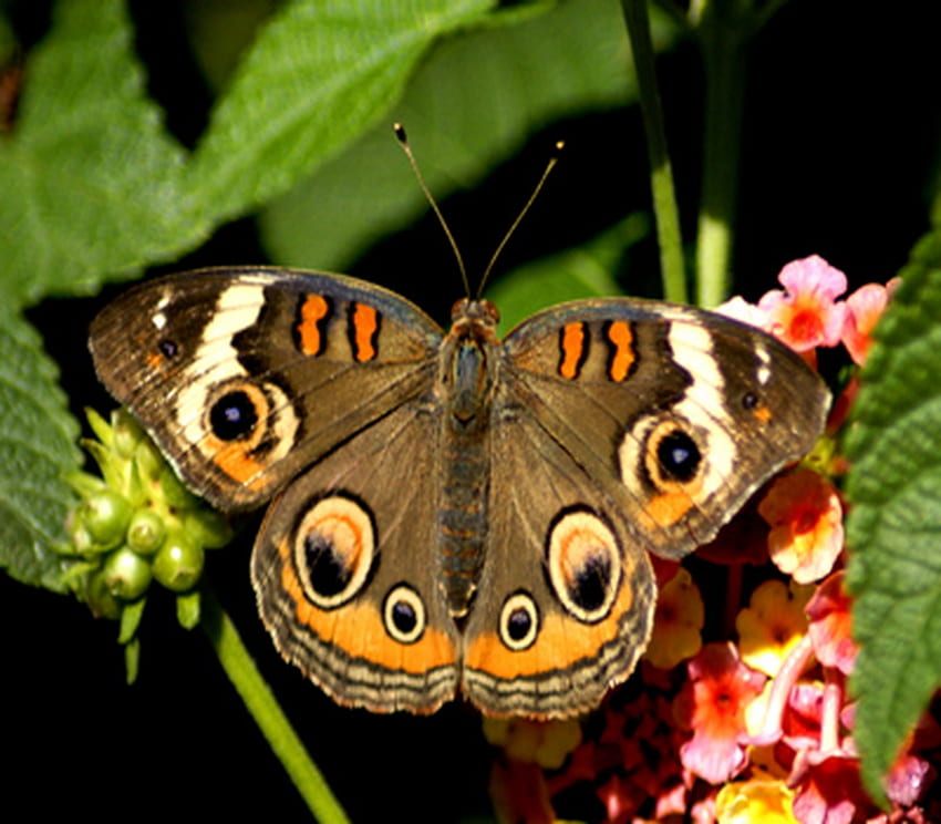 kupu-kupu, sayap, bunga, mata burung hantu, cantik Wallpaper HD