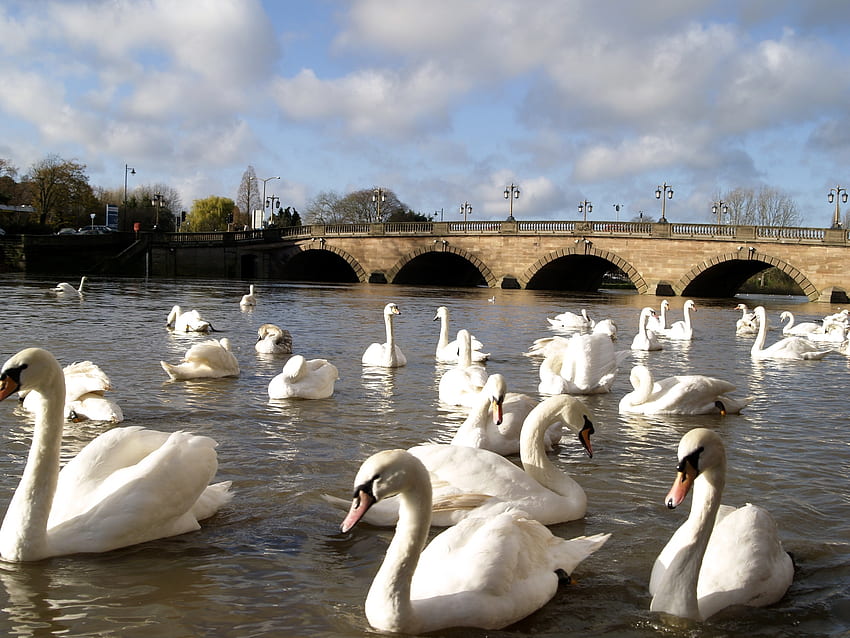 Animals, Rivers, Swans, Bridge, Lots Of, Multitude HD wallpaper