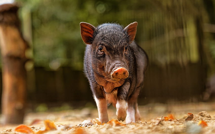 Piglet, farm, animal, pig HD wallpaper