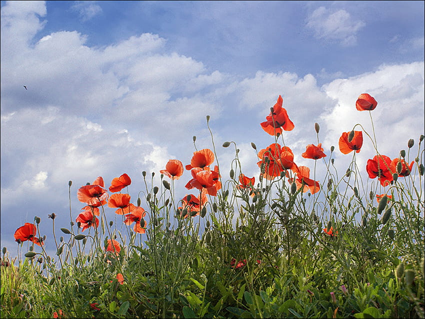 Poppies, clouds, blue sky, red poppies, field HD wallpaper | Pxfuel