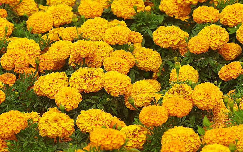Marigold Flower Garden For HD wallpaper
