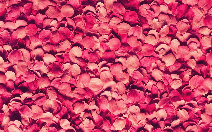 Bunga Mawar, Mawar, Kelopak, Tekstur, Tekstur Wallpaper HD