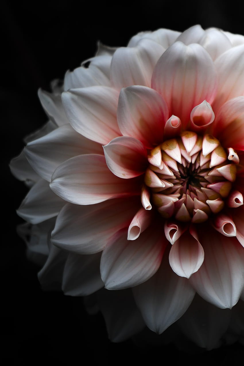 50 Dahlia HD Wallpapers and Backgrounds
