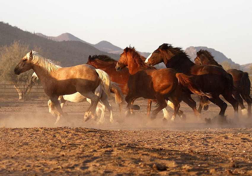 Arizona horses, horses, arizona, wild, running HD wallpaper