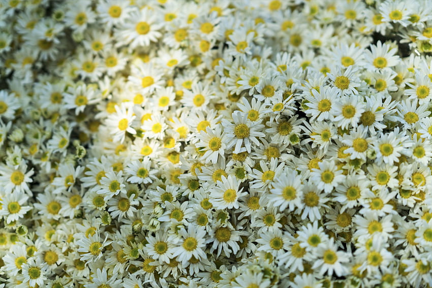 Flowers, Camomile, Polyana, Glade HD wallpaper