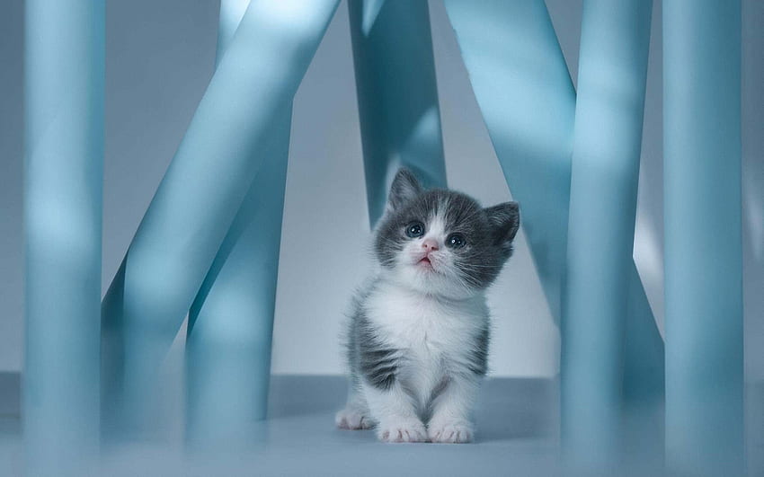 anak kucing kecil berbulu, binatang lucu, kucing kecil, anak kucing, anak kucing berbulu, hewan peliharaan, kucing Wallpaper HD