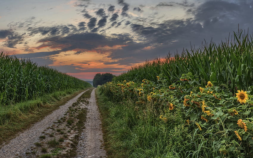 2000 Free Corn Field  Corn Images  Pixabay