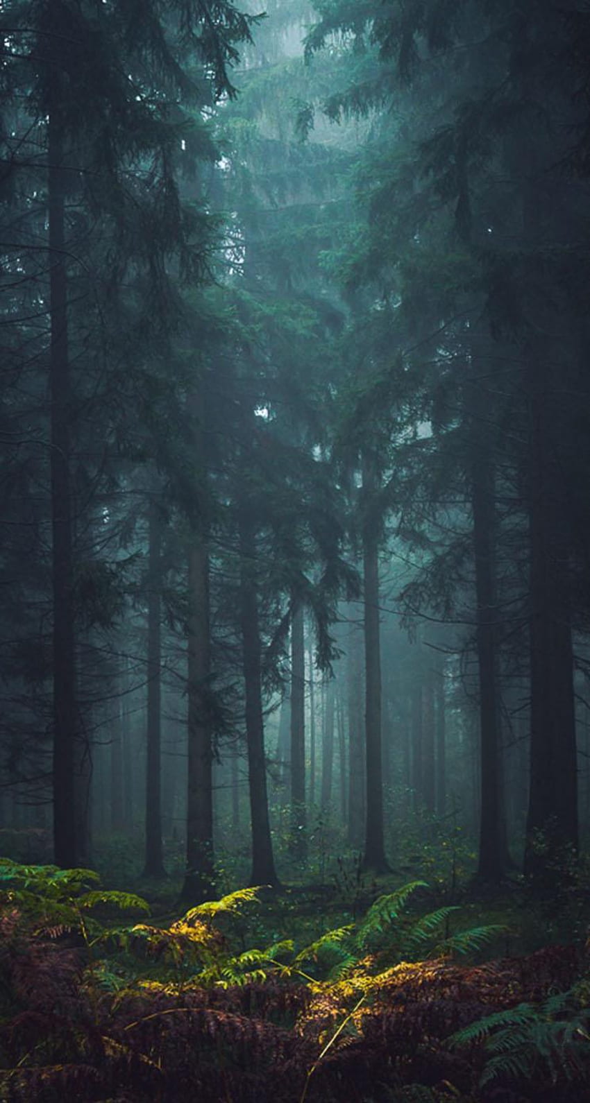 Foresta nebbiosa, foresta nebbiosa oscura Sfondo del telefono HD
