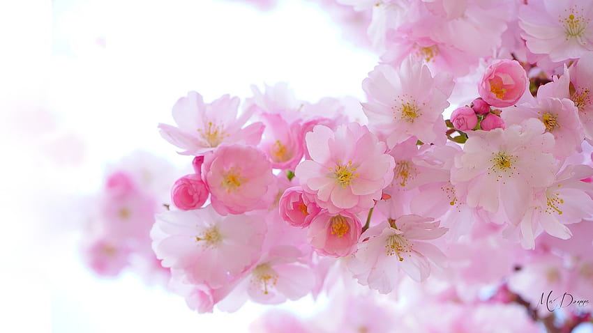 ซากุระ ฤดูใบไม้ผลิ ดอกซากุระ ซากุระ สีชมพู ดอกไม้ ฤดูใบไม้ผลิ สด ดอกพลัม วอลล์เปเปอร์ HD