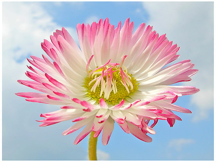 daisy, summer, pink, simple, sky, beauty HD wallpaper