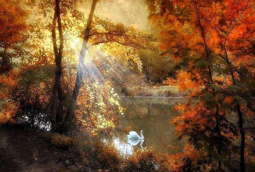 Jesienna poświata, grafika, zachody słońca, atrakcje w snach, kolory, miłość cztery pory roku, liście, drzewa, jesień, przyroda, łabędź, jesień, rzeki Tapeta HD