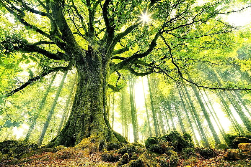 Diğer: Meşe Kahraman Huzurlu Büyük Büyü Ağacı Eski Doğa Orman Odun HD duvar kağıdı