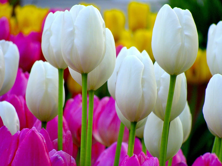 SPRING PRIDE, garden, nature, tulips, spring HD wallpaper