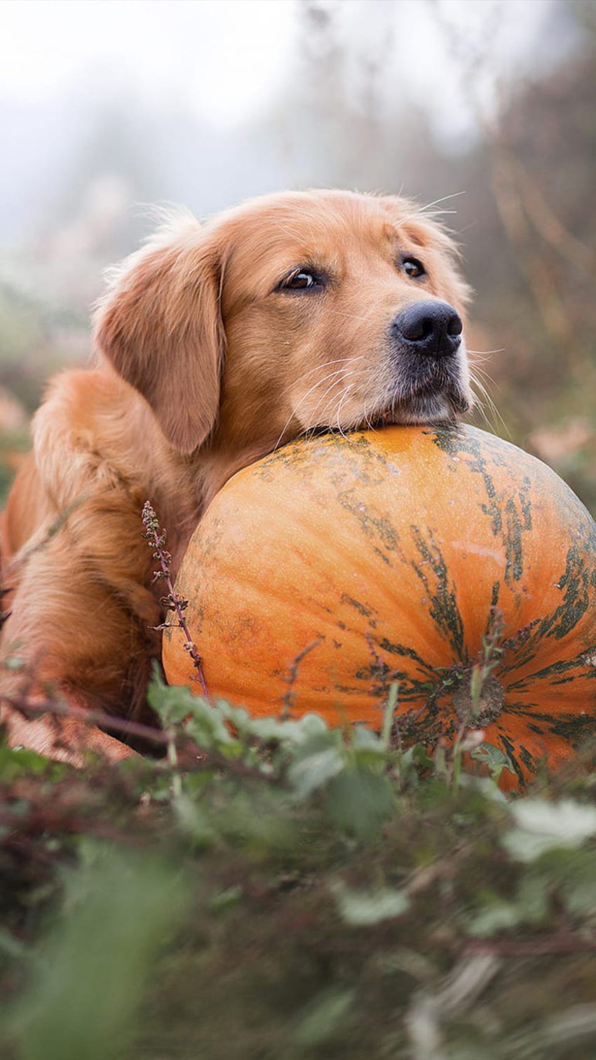 Golden Retriever Puppy HD phone wallpaper | Pxfuel