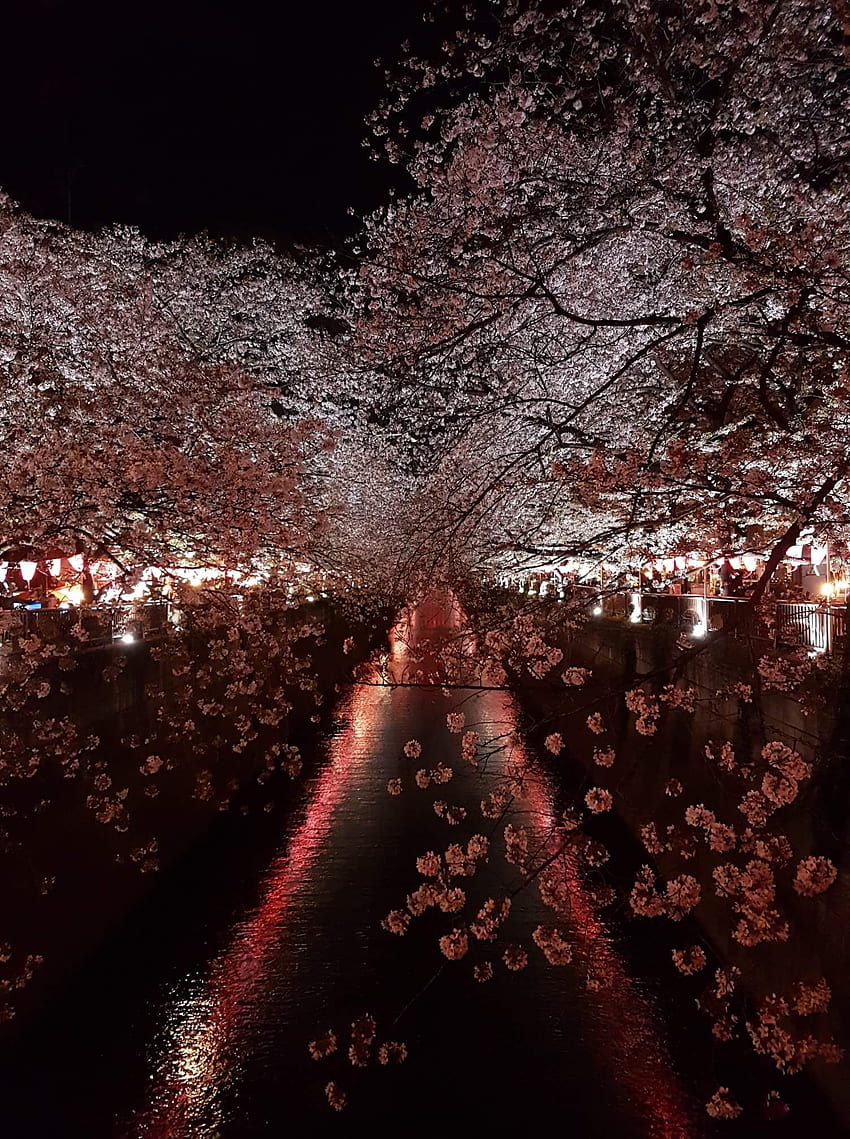 Night Time Hanami Naka Meguro. Hanami, Sakura Tree, Japanese Cherry Blossom HD phone wallpaper