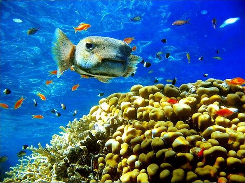 Keagungan Tropis, biru, karang, koral, hidup, bawah air, ikan Wallpaper HD