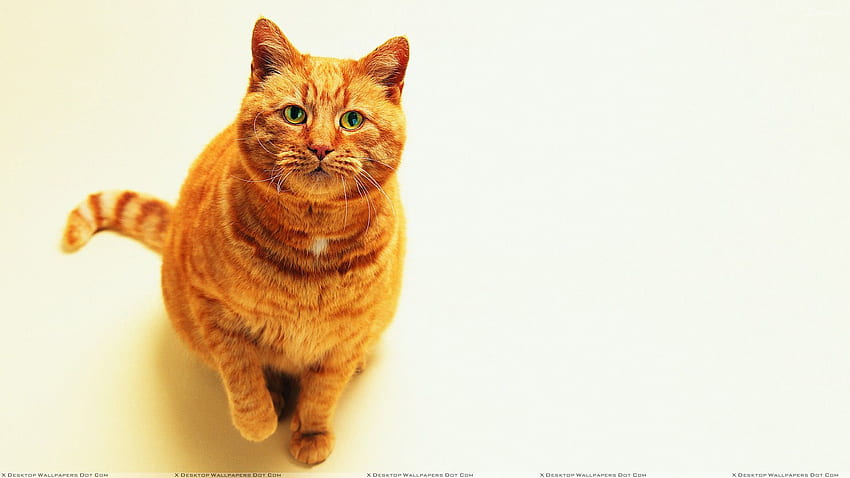 Big Fat Brown Cat, Brown Cats HD wallpaper