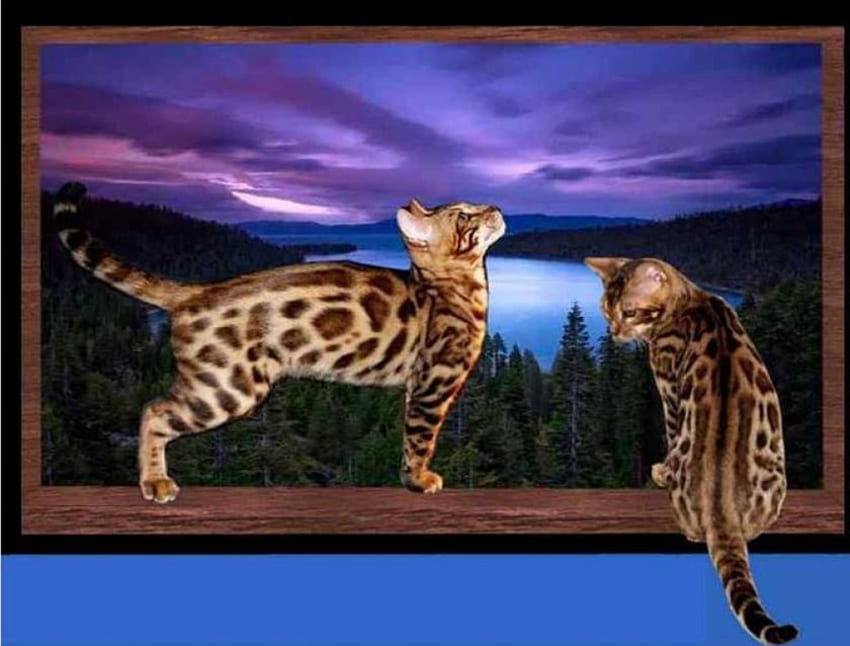 Purrfect, scenic , 2 spotted bengal cats, wall HD wallpaper