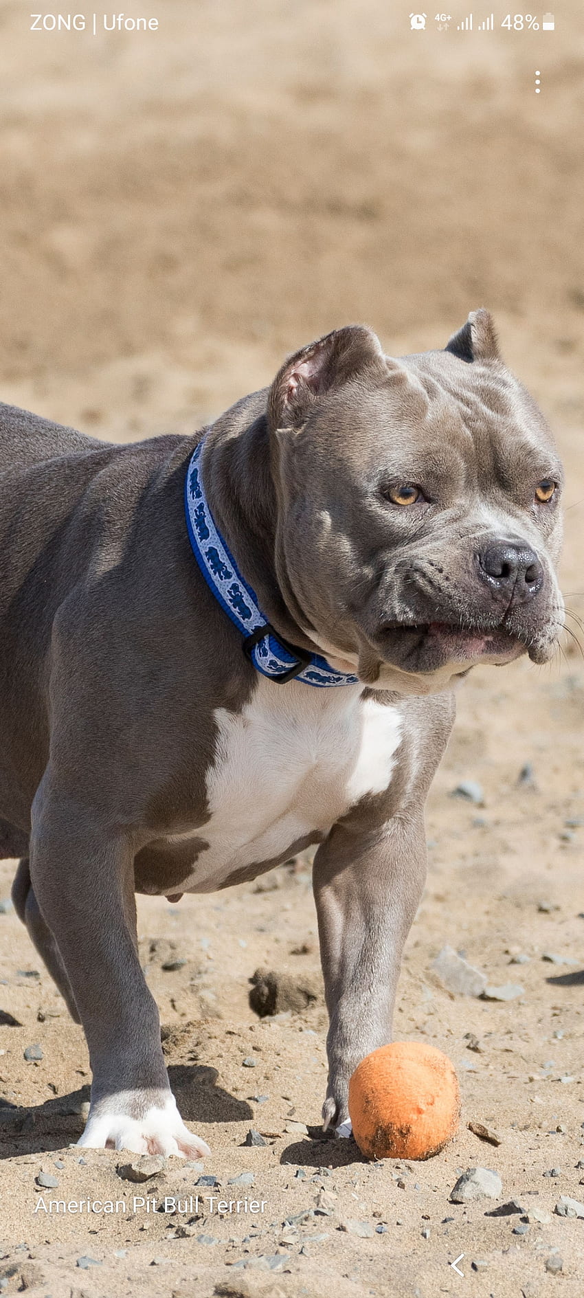 American Pitbull, chien de compagnie, collier Fond d'écran de téléphone HD