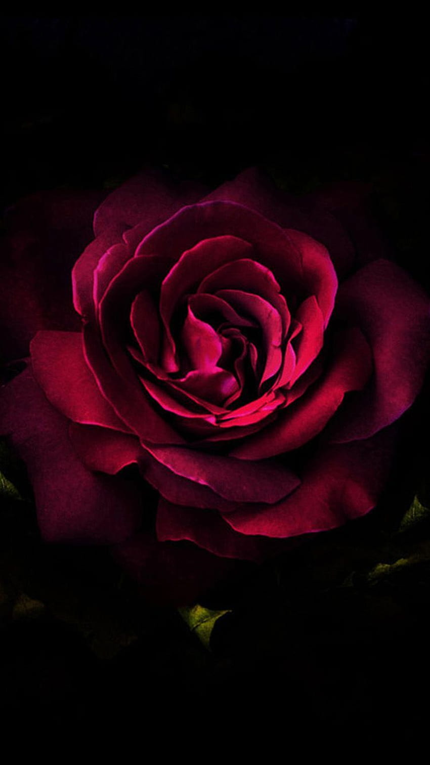 Amo l'oscurità di questa rosa, il rosso, la passione, il desiderio io, Rose Shades Sfondo del telefono HD