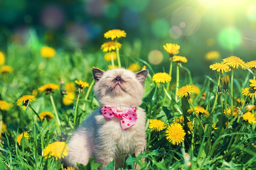 baharın tadını çıkarıyor, yavru kedi, eğlence, pisi, karahindiba, sevimli, bahar, evcil hayvan, çok güzel, yay, tatlı, bahçe, kedi, çimen, kabarık, küçük, güzel, tazelik, çiçekler, keyfini çıkarın HD duvar kağıdı