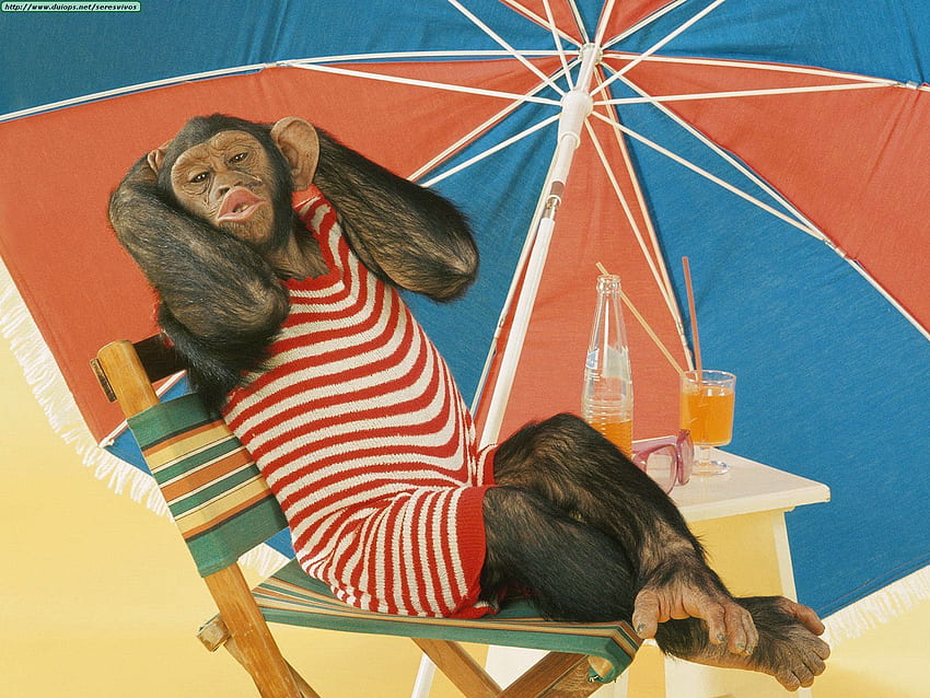 Komik Yaz Hayvanları NewBest & 2013. Maymunlar HD duvar kağıdı